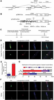 Gene Expression Profile at the Motor Endplate of the Neuromuscular Junction of Fast-Twitch Muscle